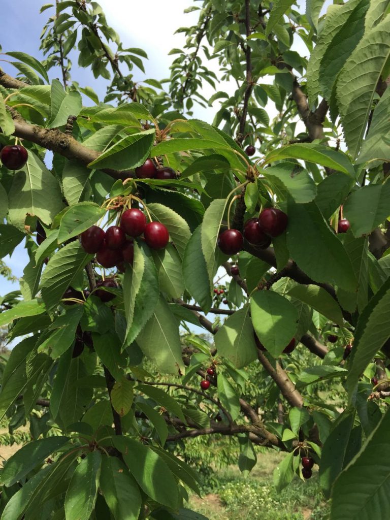 pick cherries lanidale cherry orchard victoria yarra valley