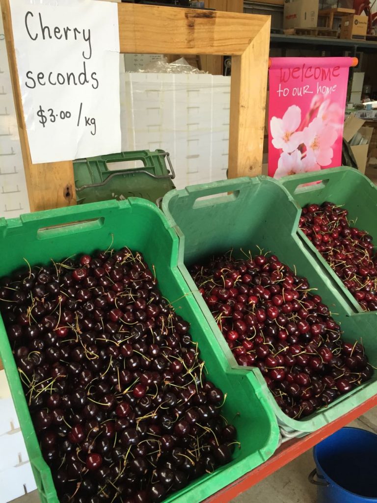 pick cherries lanidale cherry orchard victoria yarra valley