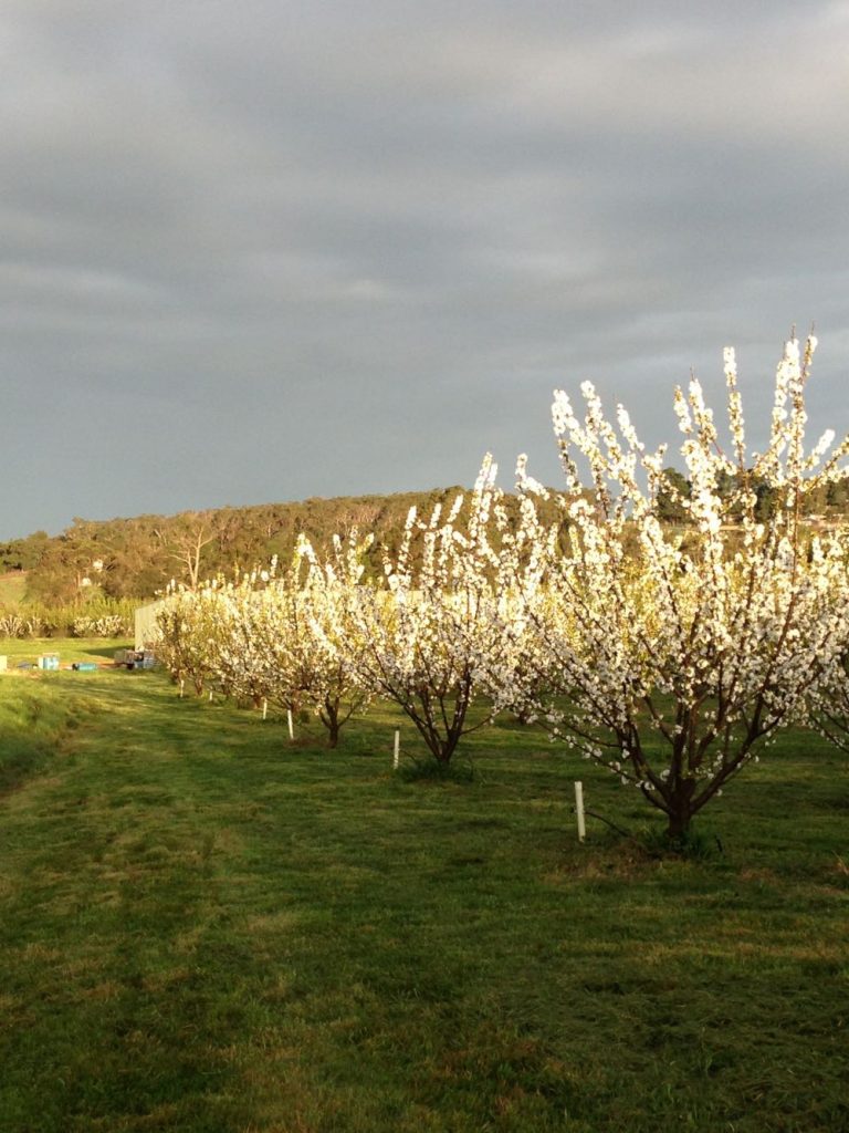 pick cherries lanidale cherry orchard victoria yarra valley