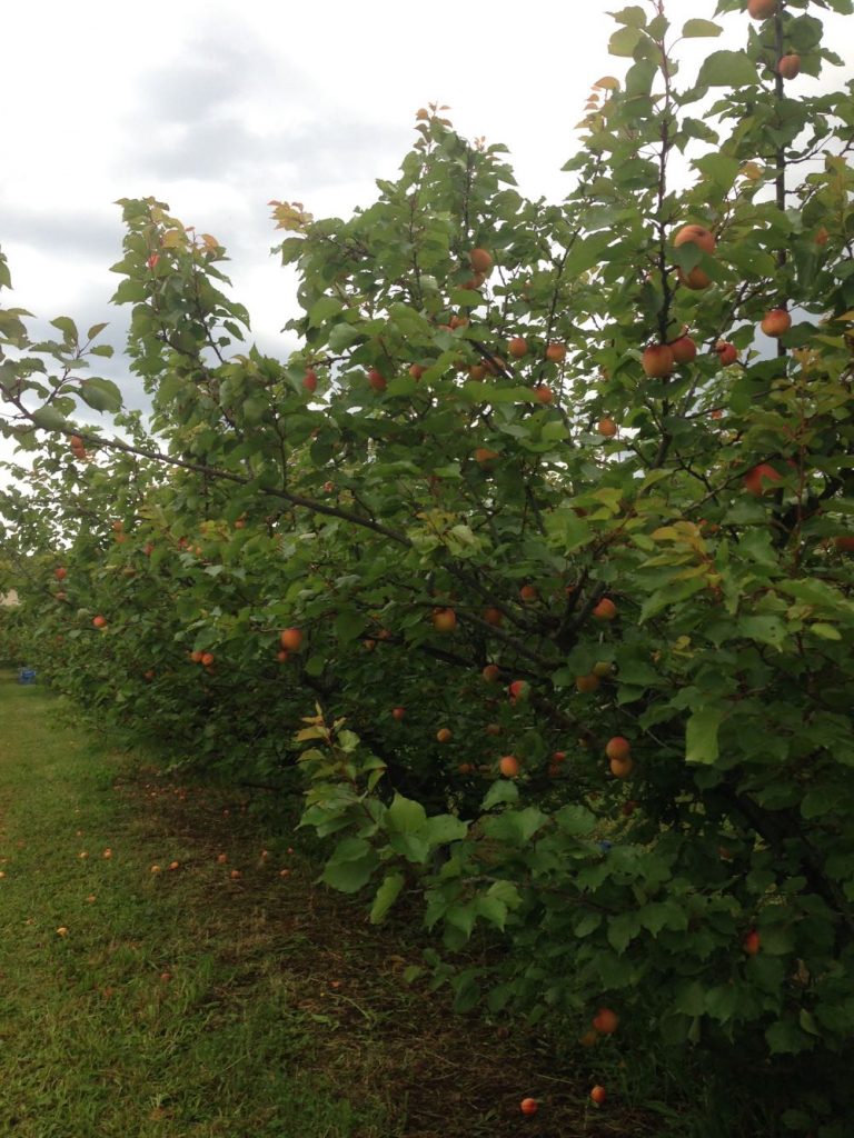 pick cherries lanidale cherry orchard victoria yarra valley